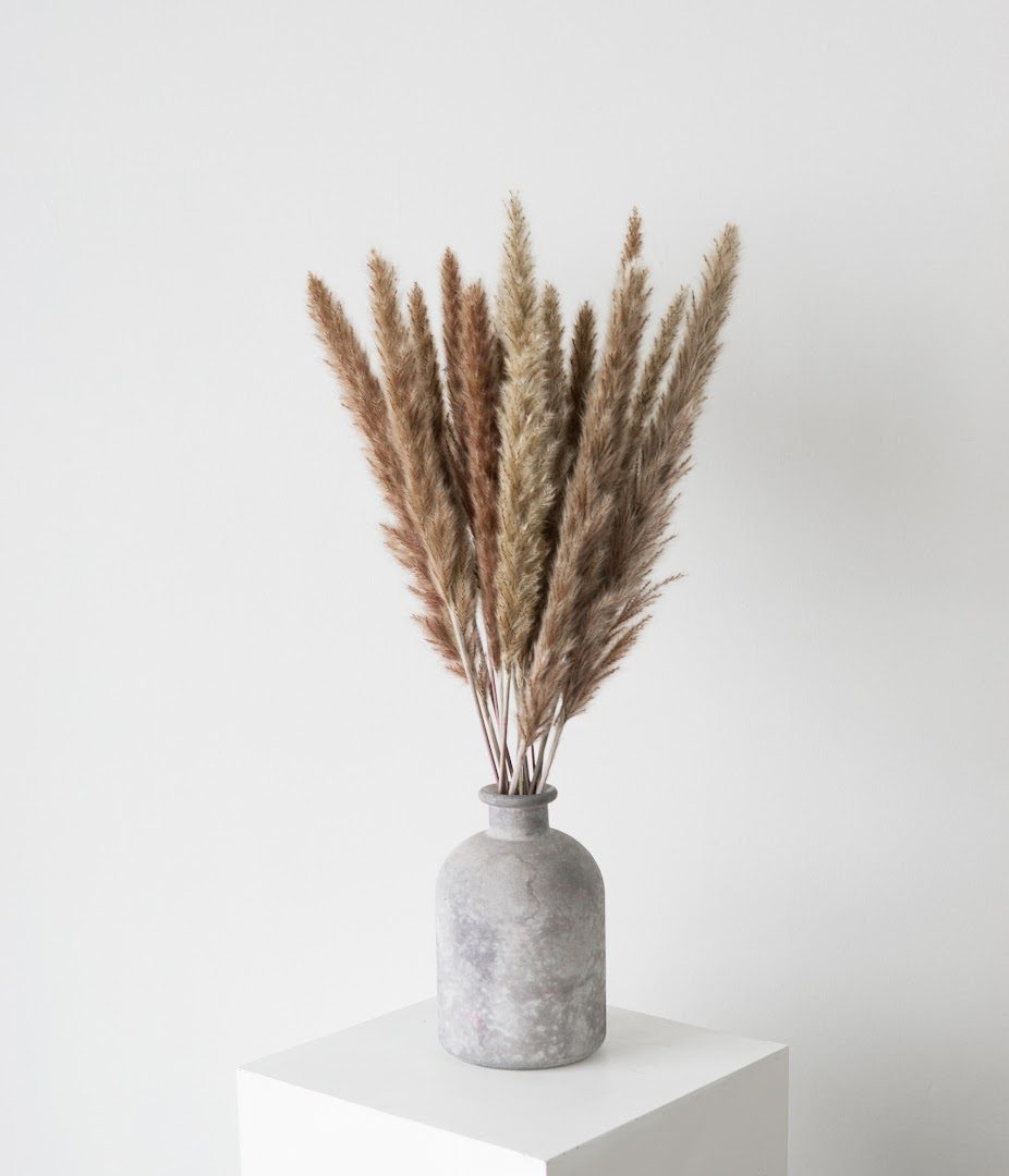 Edmonton Made Pampas and Circumstance Edify.