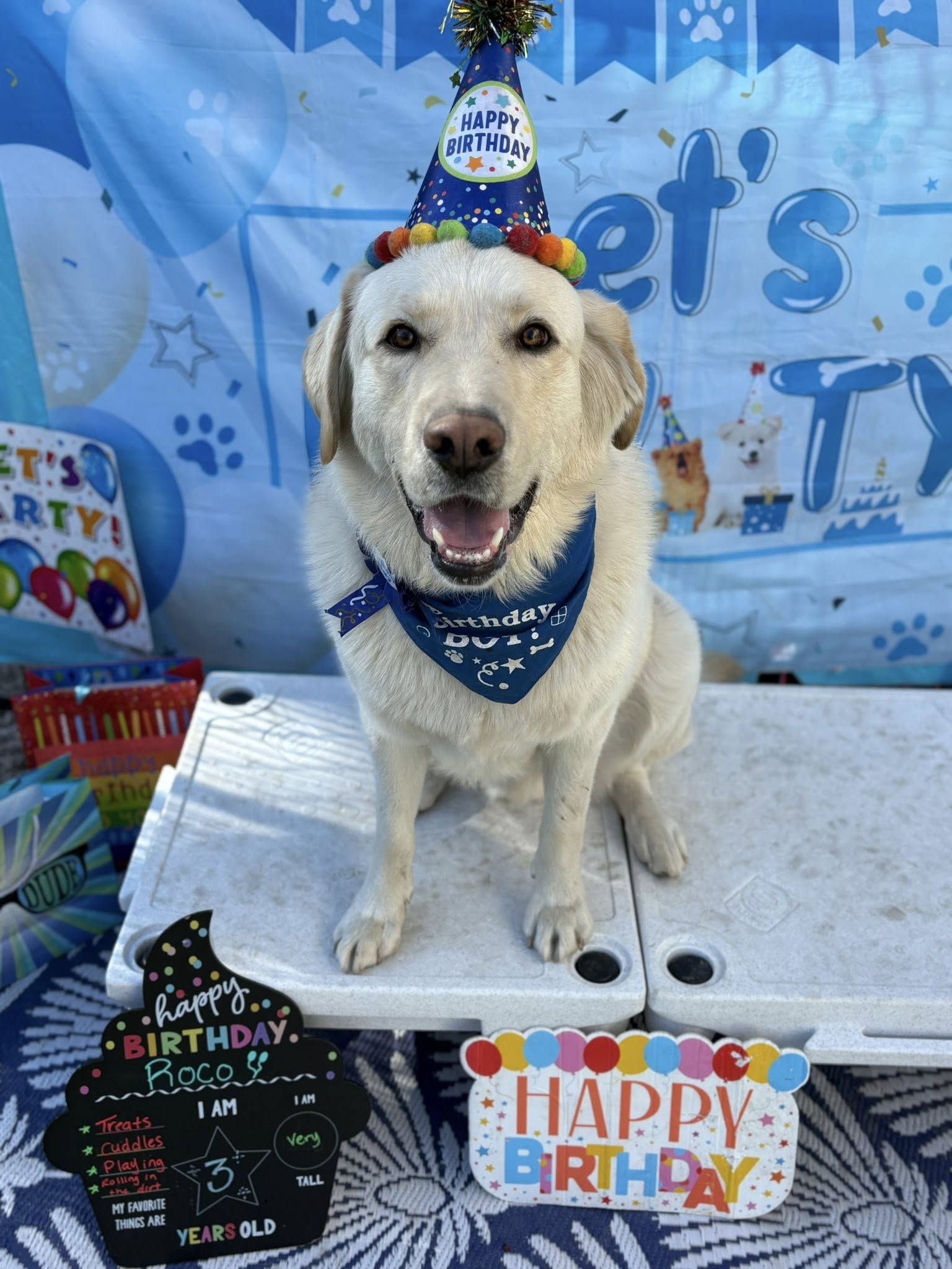 Photo credit courtesy of Second Pup