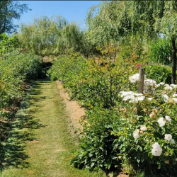 Pitt River blueberries