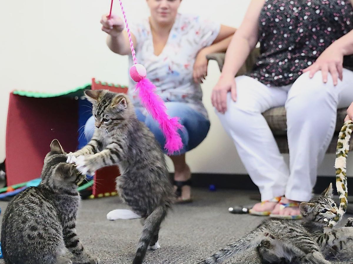 The Power of the Cat: Edmonton International Cat Festival | Edify.