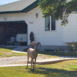 Radium nosy neighbour