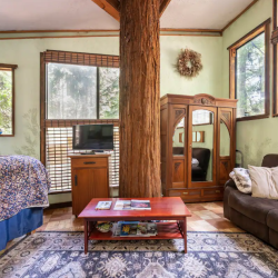 Redwood tree room