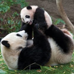 SanDiego-pandas.jpg