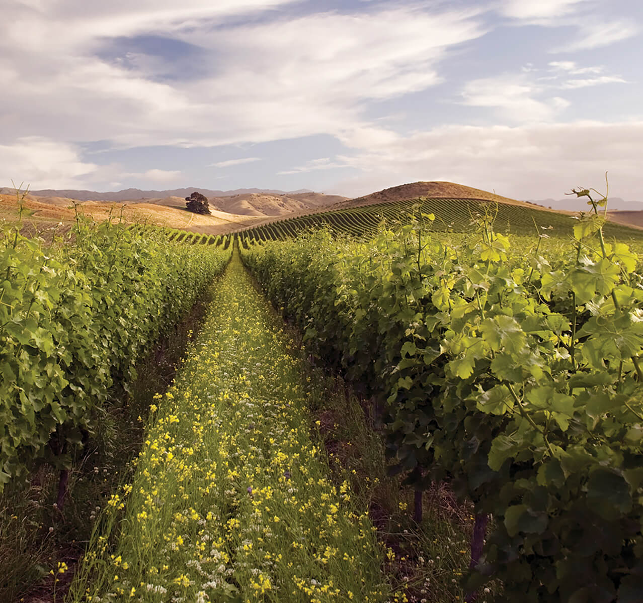 Sauvignon Blanc_YarrumVineyard