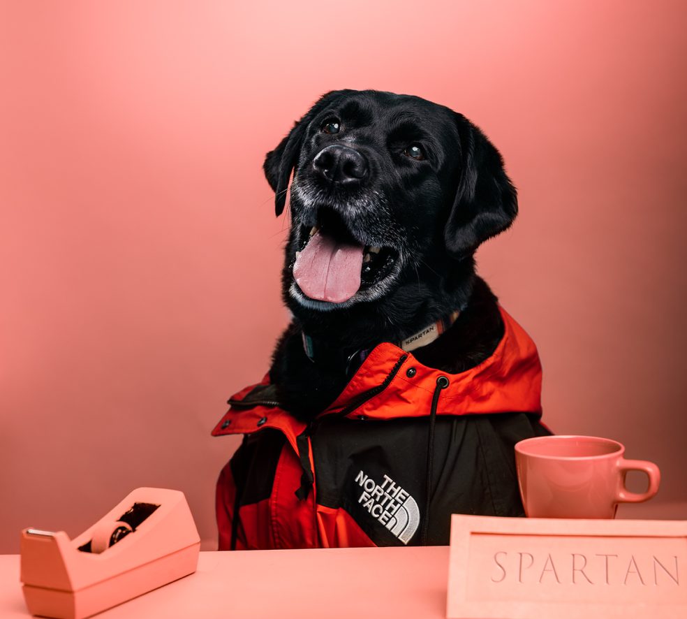 Meet the Dogs of Edmonton: Spartan