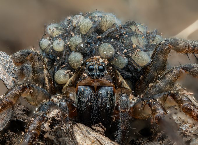 These Bug Photos are the Bee’s Knees (Literally)