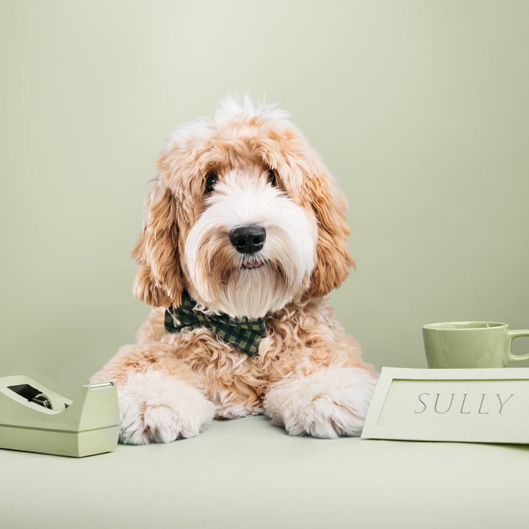 Meet the Dogs of Edmonton Sully Edify.