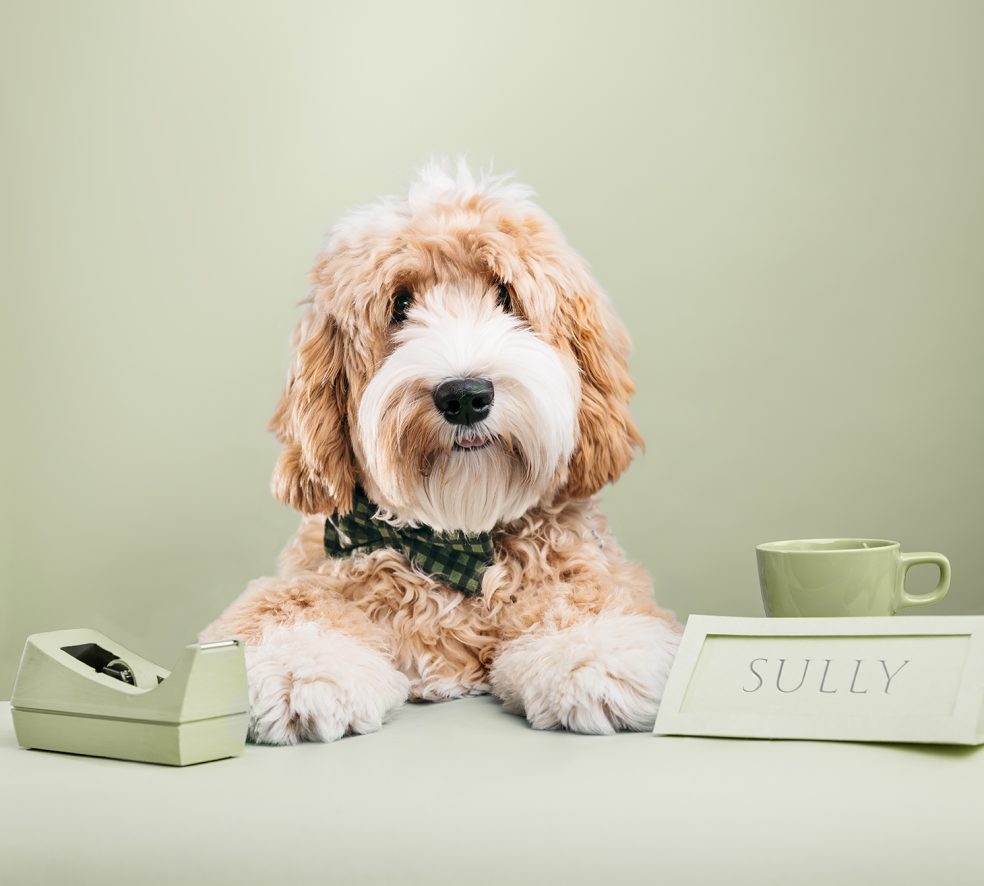 Meet the Dogs of Edmonton: Sully