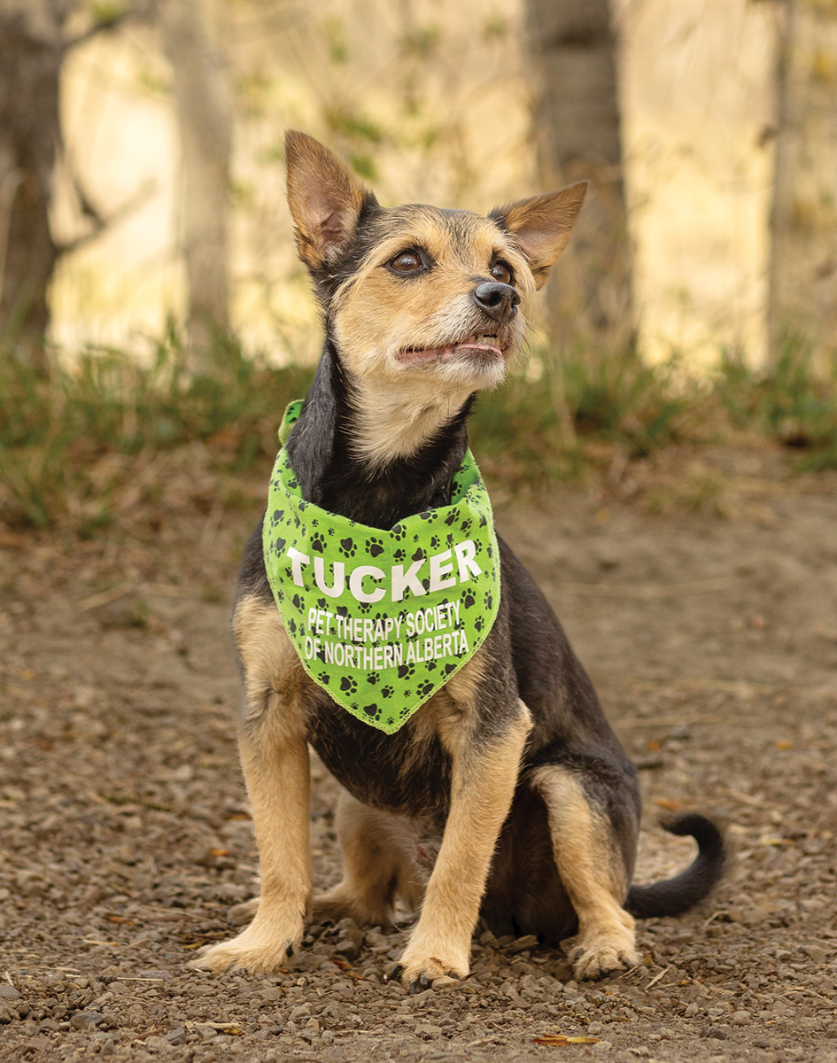 Tucker_DogWithGreenBandana