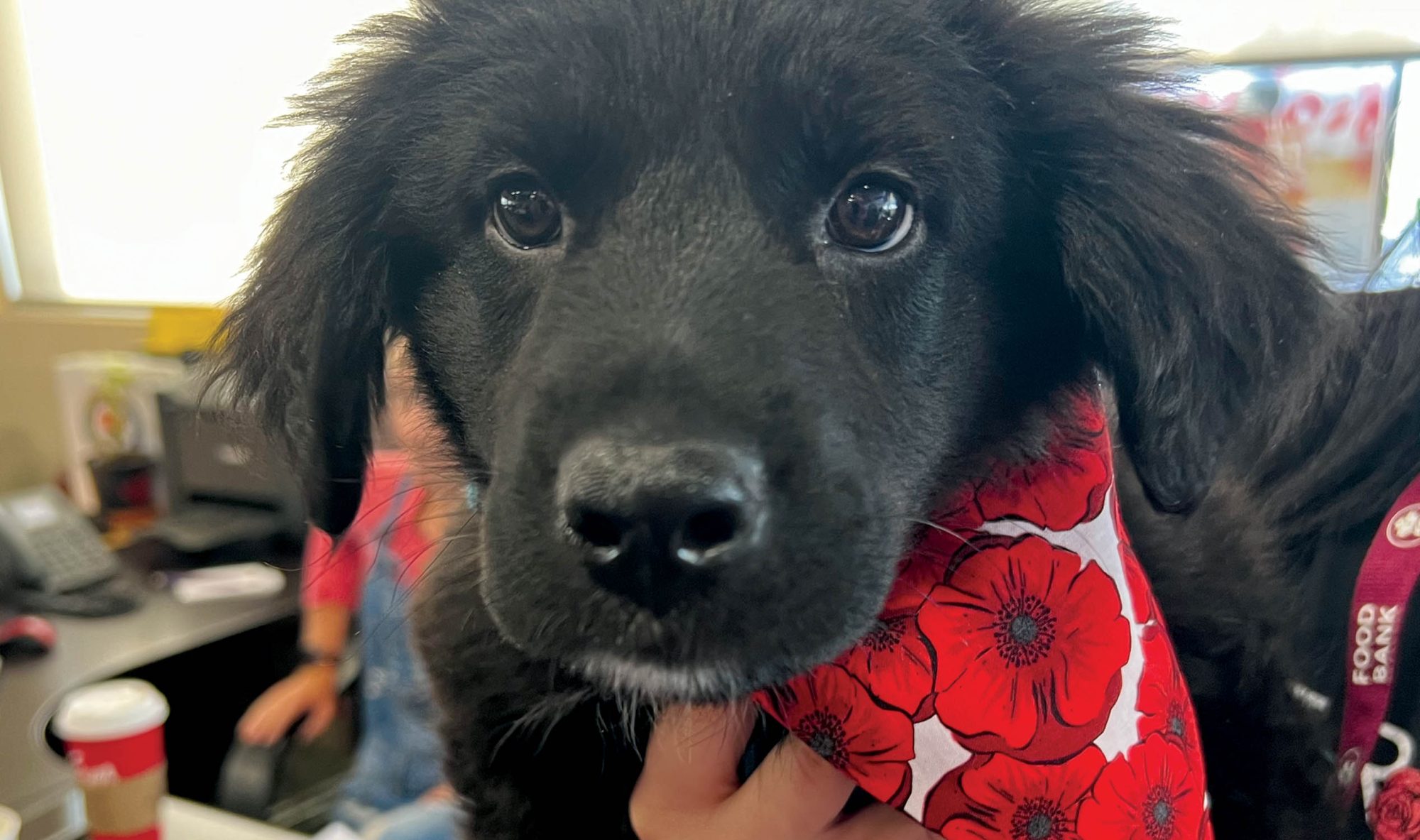 VAFB_DogWithPoppyBandana