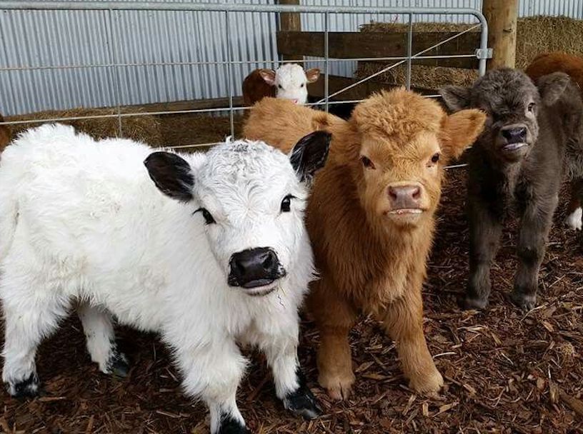 calves-farm-animals