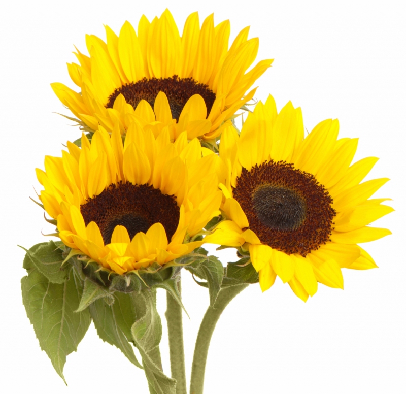 for-web_sunflower_-2f35de00