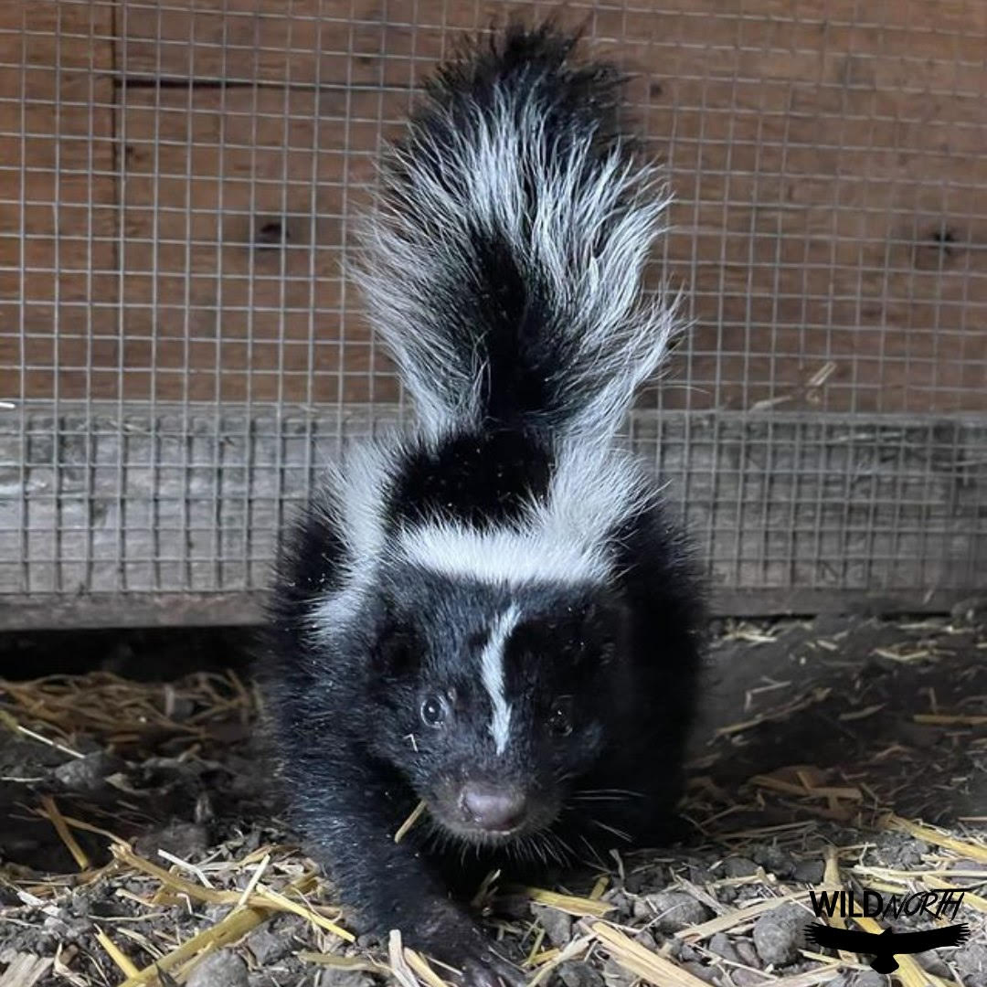 skunk
