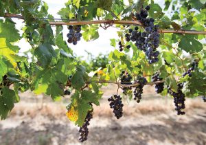 wine-grapes